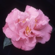 Margaret Davis Pink